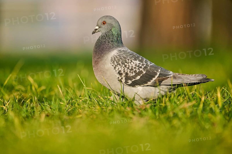 Feral pigeon (Columba livia domestica) on a meadow, Venice, Italy, Europe