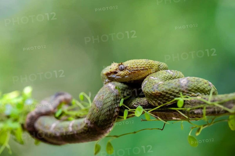Griffin-tailed lance adder (Bothriechis schlegelii), green variety, sitting on a branch, Heredia province, Costa Rica, Central America