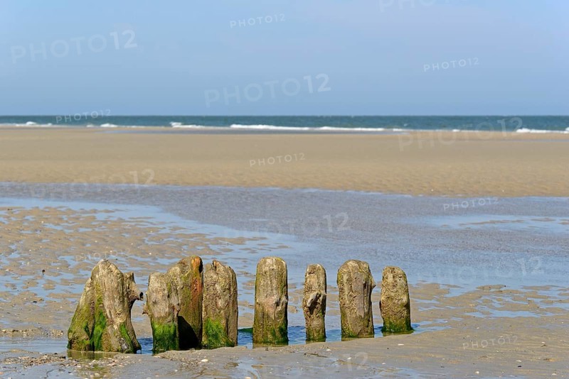 Old wooden groynes covered with algae and barnacles (Balanidae) on a sandy beach at low tide, North Sea, Norderney, East Frisian Islands, Lower Saxony, Germany, Europe