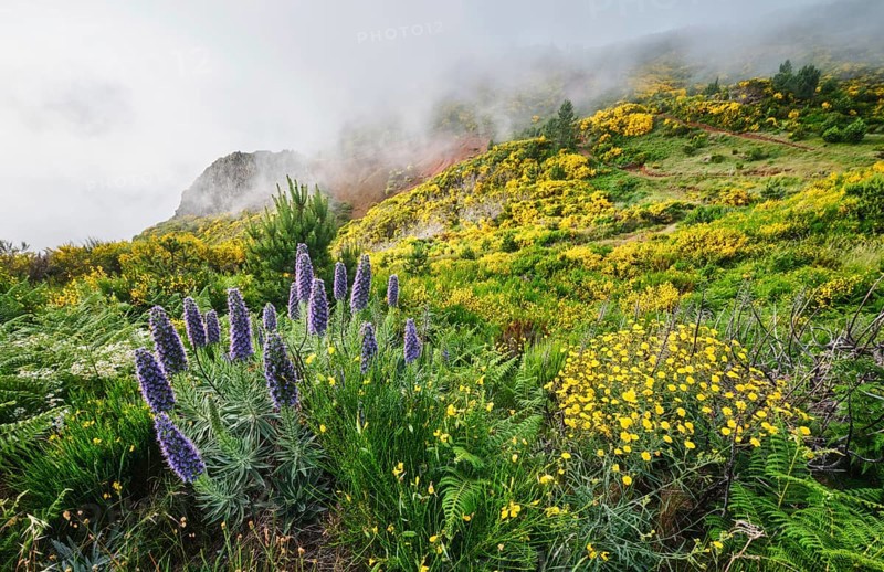 Madeira landscape with Pride of Madeira flowers and blooming Cytisus shrubs and mountains in clouds. Miradouros do Paredao, Madeira island, Portugal, Europe