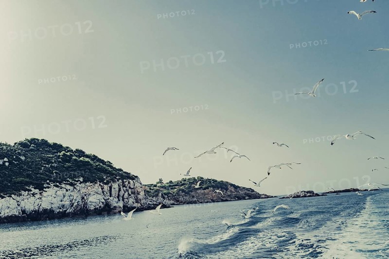 Seagulls off the coast of the Greek island of Skiathos, Greece, Europe