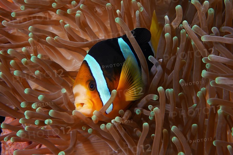 A clownfish, Clark's anemonefish (Amphiprion clarkii), surrounded by the tentacles of a sea anemone, dive site Toyapakeh, Nusa Ceningan, Nusa Penida, Bali, Indonesia, Asia