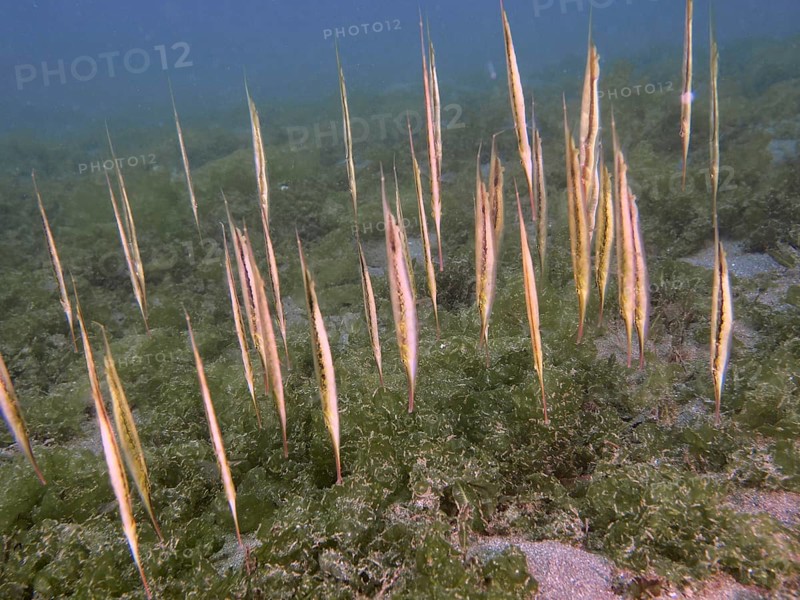 A school of jointed razorfish, razorfish (Aeoliscus strigatus) standing vertically amidst sea greenery, dive site Secret Bay, Gilimanuk, Bali, Indonesia, Asia