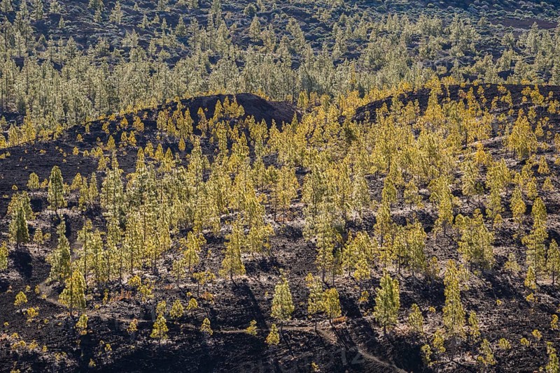 Canary Island pines (Pinus canariensis), Mirador de Chio, Teide National Park, Tenerife, Canary Islands, Spain, Europe