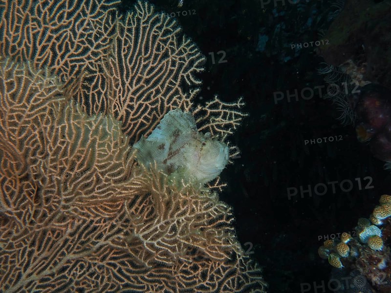 A well-camouflaged fish, a rocking fish (Taenianotus triacanthus), in a giant fan coral (Annella mollis) in the underwater world, dive site Pidada, Penyapangan, Bali, Indonesia, Asia