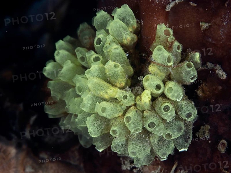 Transparent juvenile robust reef squirts (Atriolum robustum) growing on dark coral bottom, dive site Twin Reef, Penyapangan, Bali, Indonesia, Asia