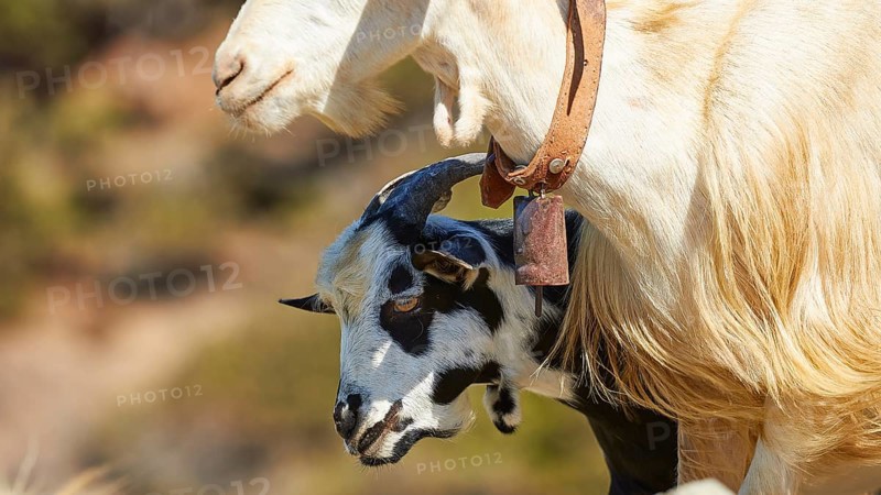 Goat with bell and lamb in close proximity to each other, goat (s), free-range, central north of the island, mountains, Karpathos, Dodecanese, Greek Islands, Greece, Europe