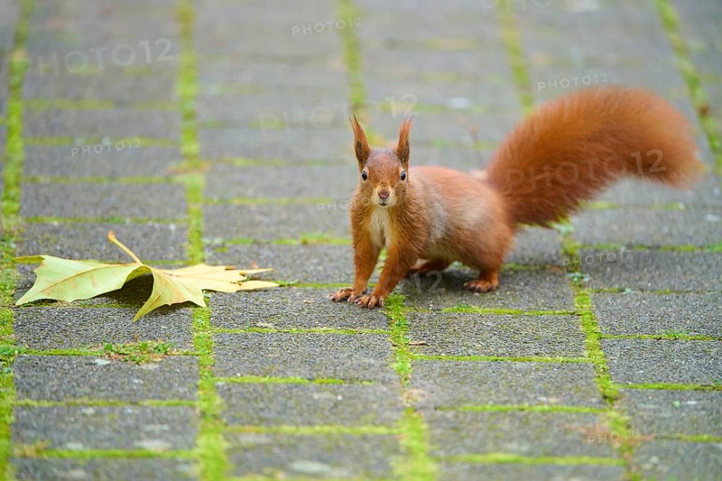 Eurasian squirrel (Sciurus vulgaris), on a paved path, focussed with upraised bushy tail, Baden-Württemberg, Germany, Europe