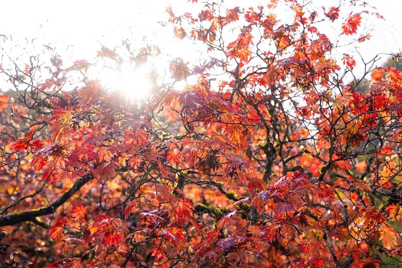 Rays of sunlight break through bright red autumn leaves swaying gently in the wind, Grandhotel Giessbach, Lake Brienz, Switzerland, Europe