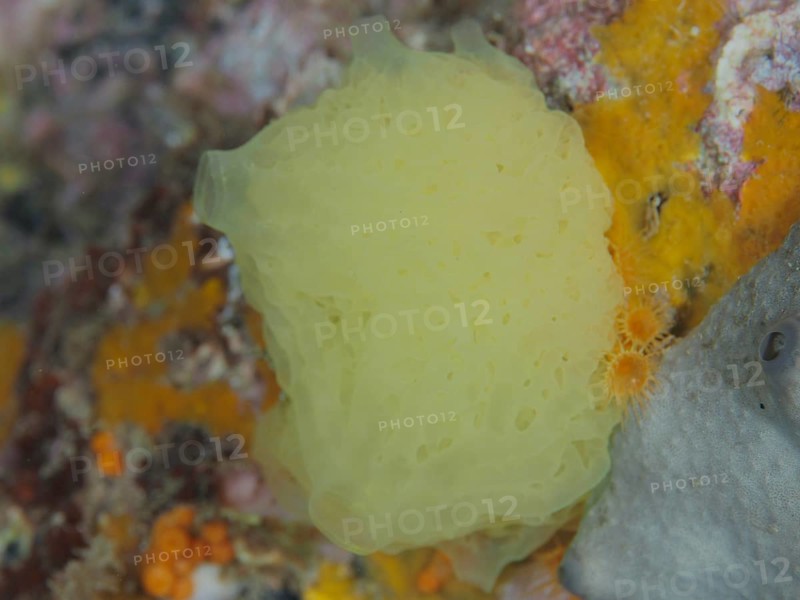Yellow lattice calcareous sponge (Clathrina clathrus), marine sponge, on a colourful underwater rock in the Mediterranean near Hyères. Dive site Les Grottes, Giens peninsula, Provence Alpes Côte d'Azur, France, Europe