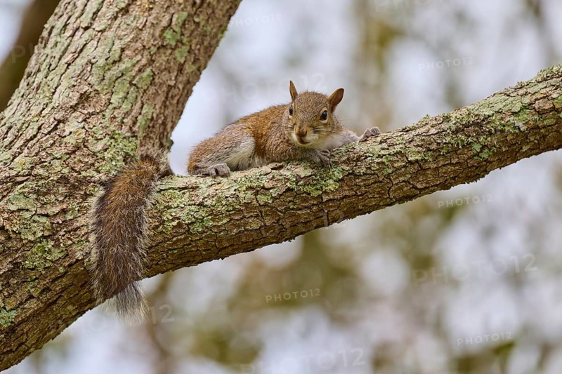 American grey squirrel (Sciurus carolinensis), lying relaxed on a tree branch, Pembroke Pines, Florida, USA, North America