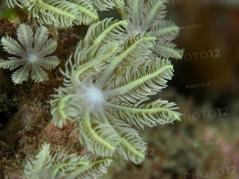 Fan-like, green coral in flower shape, tube coral (Clavularia viridis), in the reef, dive site Gondol Bay, Gondol, Bali, Indonesia, Asia