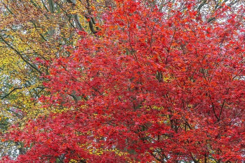 Japanese fan maple (Acer palmatum Trompenburg), autumn colours, Emsland, Lower Saxony, Germany, Europe