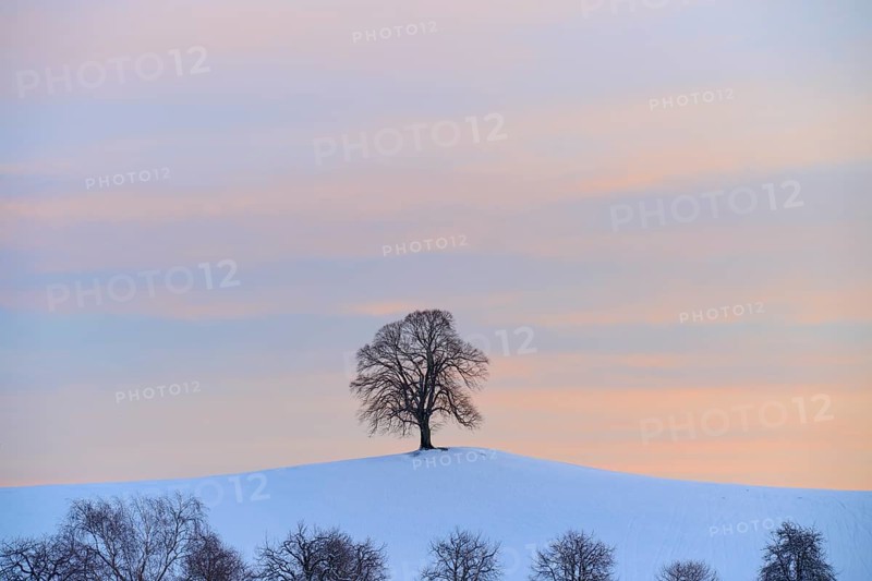 Single tree stands on a snow-covered hill in front of a pastel-coloured sunrise, Menzingen, Zug, Canton Zug, Switzerland, Europe