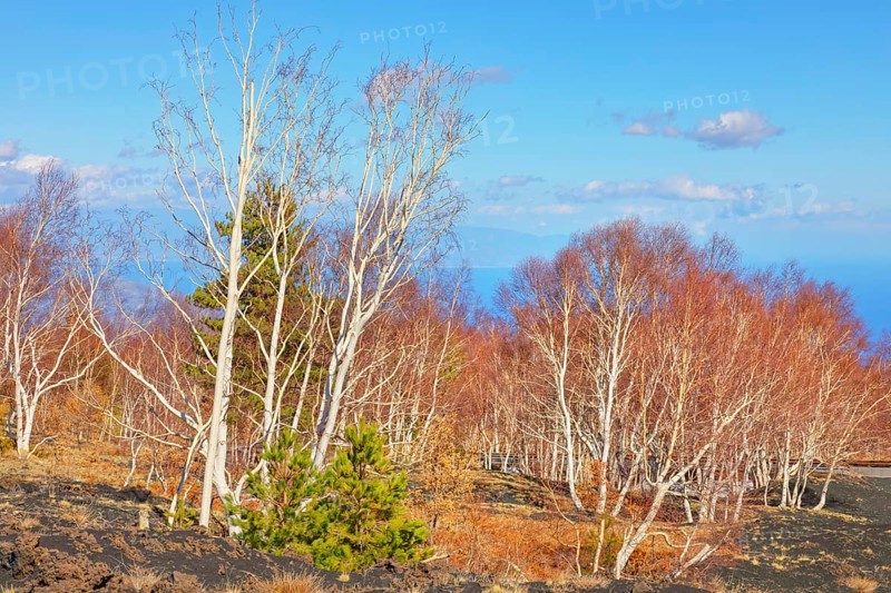 Birch trees (Betula aetnensis) sprouting, Etna, Sicily, Italy, Europe