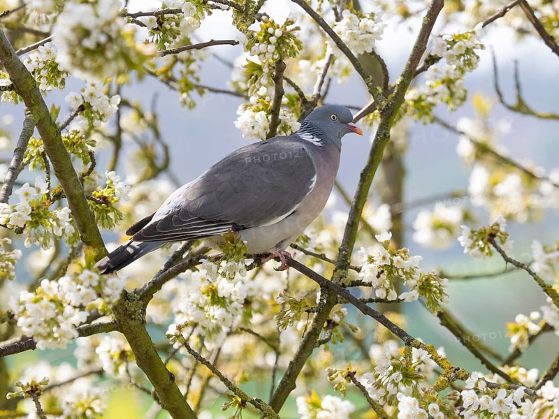 Wood pigeon (Columba palumbus), perched on a branch of a flowering cherry tree, Hessen, Germany, Europe