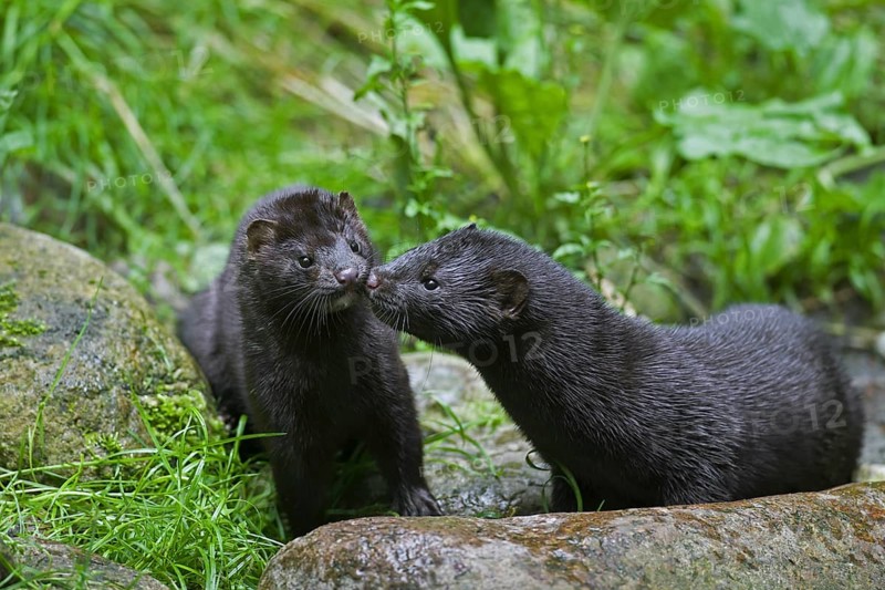 Two American minks (Neovison vison, Mustela vison), mustelid native to North America meeting on river bank