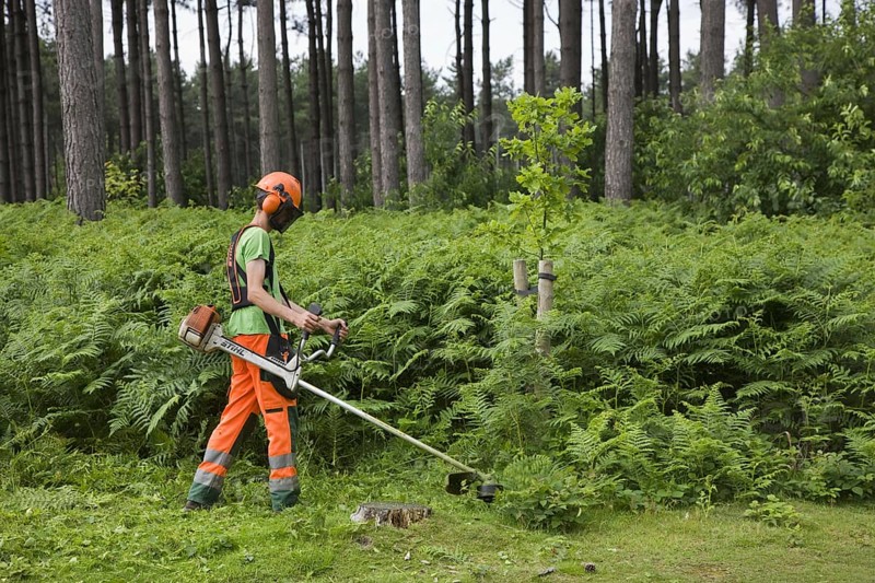 Forester wearing earmuffs removing bracken with string trimmer in forest