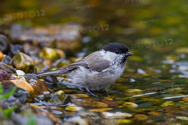 Marsh tit (Poecile palustris, Parus palustris) bathing in shallow water of pond, rivulet