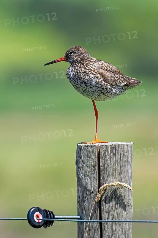 Common redshank (Tringa totanus) in breeding plumage perched on one leg on wooden fence pole along meadow in summer