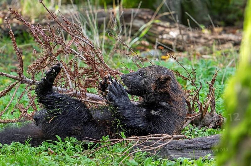 Wolverine, glutton, carcajou (Gulo gulo) resting on its back in the taiga, native to Scandinavia, western Russia, Siberia, Canada and Alaska