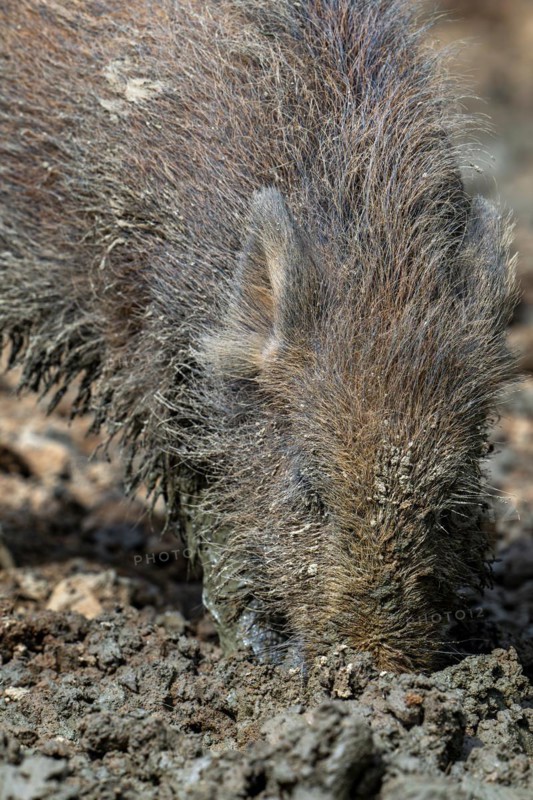 Wild boar (Sus scrofa) close-up of juvenile pig foraging with muddy snout digging in quagmire, mud pool in spring
