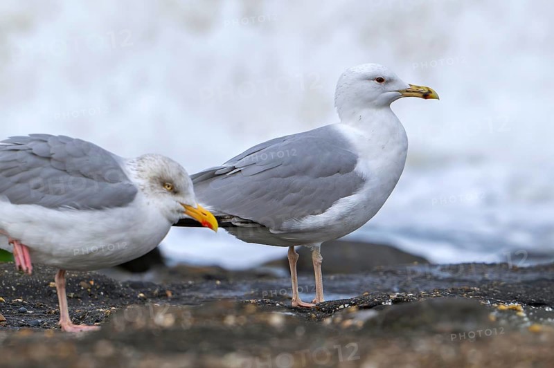 Caspian gull (Larus cachinnans) and adult European herring gull (Larus argentatus) resting along the North Sea coast in autumn