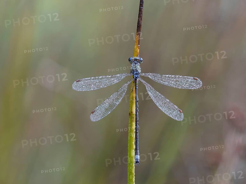 Emerald Damselfly (Lestes sponsa) sits on a rush stalk, the first rays of sunlight dry the wings, which are wetted by the morning dew, North Rhine-Westphalia, Germany, Europe