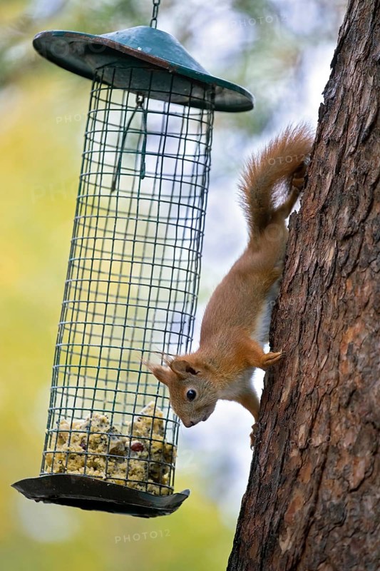 Eurasian Red Squirrel, Sciurus vulgaris, adult squirrel at feeding station, autumn, Jaemtland, Sweden, Europe