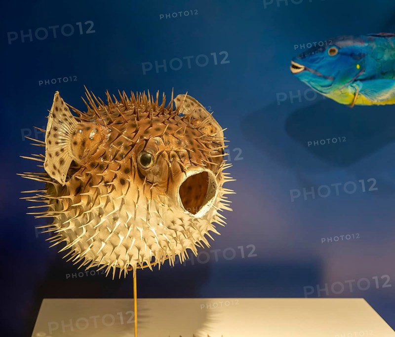 Spotted porcupine fish, Diodan Hystrix, archaeological site and museum of Templo Mayor, Mexico City, Mexico, Central America