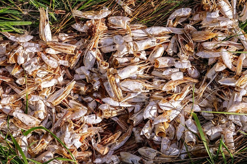 A collection of sun-bleached shells of crustaceans, shrimps, in a meadow