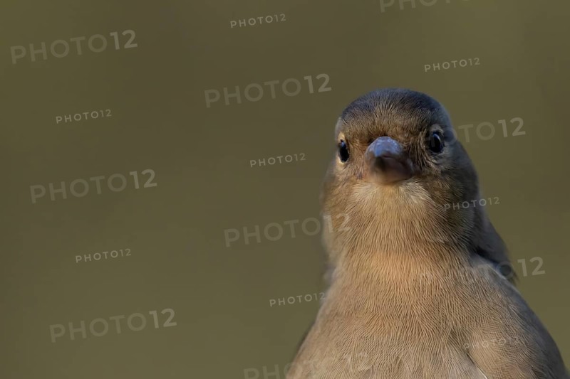 Eurasian chaffinch (Fringilla coelebs) adult female bird head portrait, England, United Kingdom, Europe