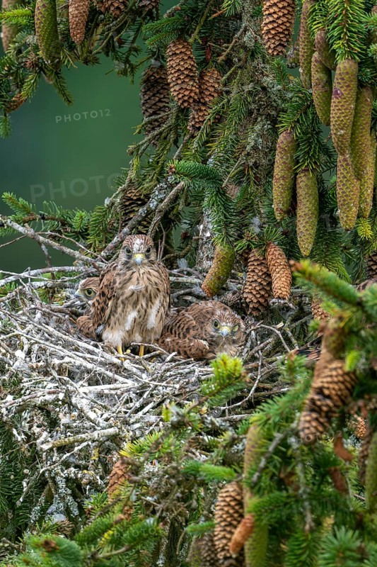 Common kestrel (Falco tinnunculus), young birds not yet ready to fly in the nest, Rhineland-Palatinate, Germany, Europe