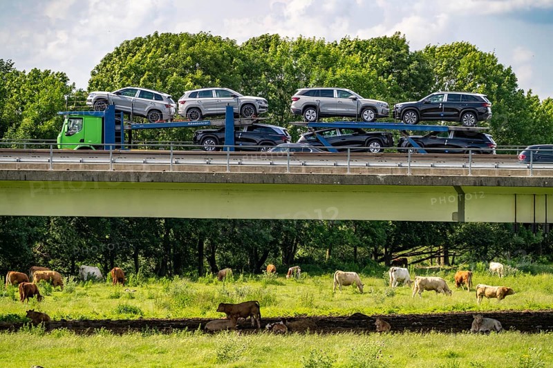 Lorry on the A40 motorway, bridge over the Ruhr and Styrumer Ruhrauen, herd of cattle, dairy cows grazing, Mülheim an der Ruhr, North Rhine-Westphalia, Germany, Europe