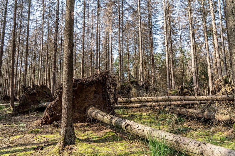 Forest dieback in Arnsberg Forest, northern Sauerland, dead spruce trees, partly uprooted, deadwood, North Rhine-Westphalia, Germany, Europe