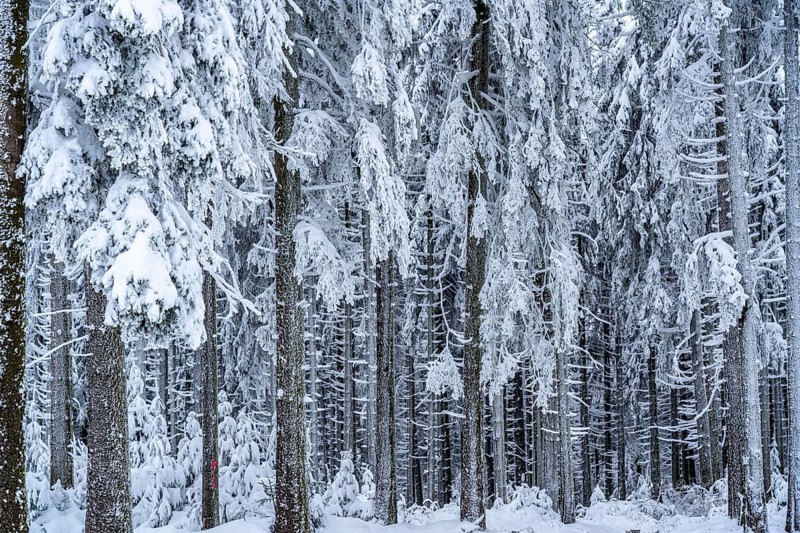 Snow-covered spruce trees, winter in Sauerland, Hochsauerlandkreis, at Kahler Asten, near Winterberg, few tourists, visitors, during the lockdown in January 2021, North Rhine-Westphalia, Germany, Europe