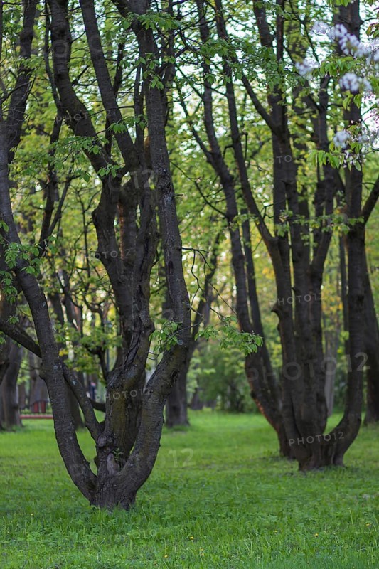 Trees in the evening in the spring park