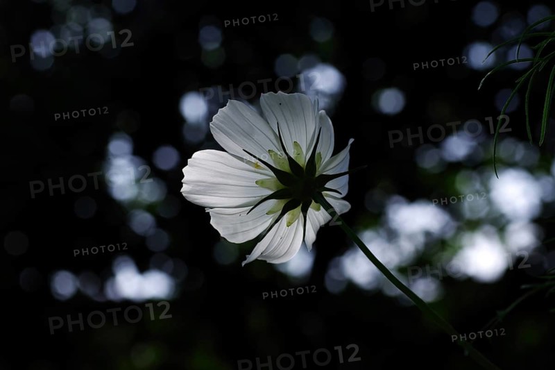 Ornamental basket (Cosmos bipinnatus), flower, illuminated, from behind, atmospheric, close-up, back of the white flower of a cosmea against the light. Blurred light reflections can be seen in the background