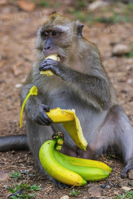 Monkey with banana in temple Wat Sok Tham, macaque, mammal, gazing, gazing, wild, free-living, tropical, pride, tropics, asian, animal, wildlife, rhesus, food, nutrition, eating, eating, sitting, feeding, feeding, temple monkey, sacred, jungle, hairy, cheeky, hairy, Kao Sok National Park, Thailand, Asia