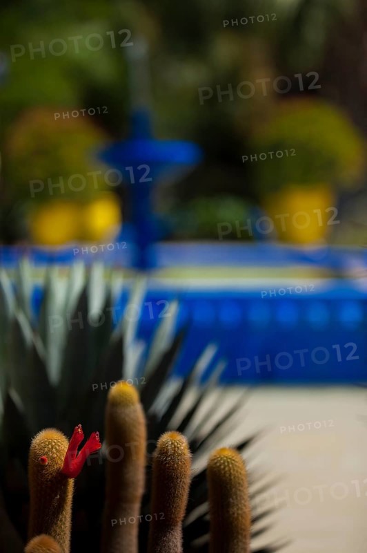 Majorelle Garden, botany, cactus, cacti, flora, plant, botany, tropical, climate, architecture, indigo, blue, tree, park, decoration, attraction, travel, holiday, Marrakech, Morocco, Africa