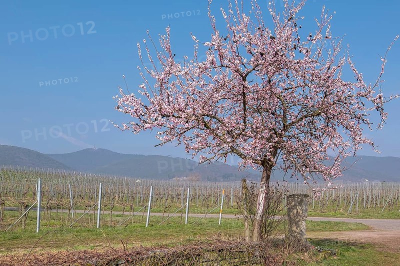 Flowering almond tree (Prunus dulcis) in a vineyard, Southern Palatinate, Rhineland-Palatinate, Germany, Europe