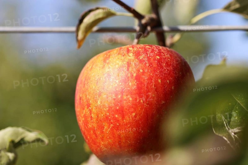 Ripe apple on the tree