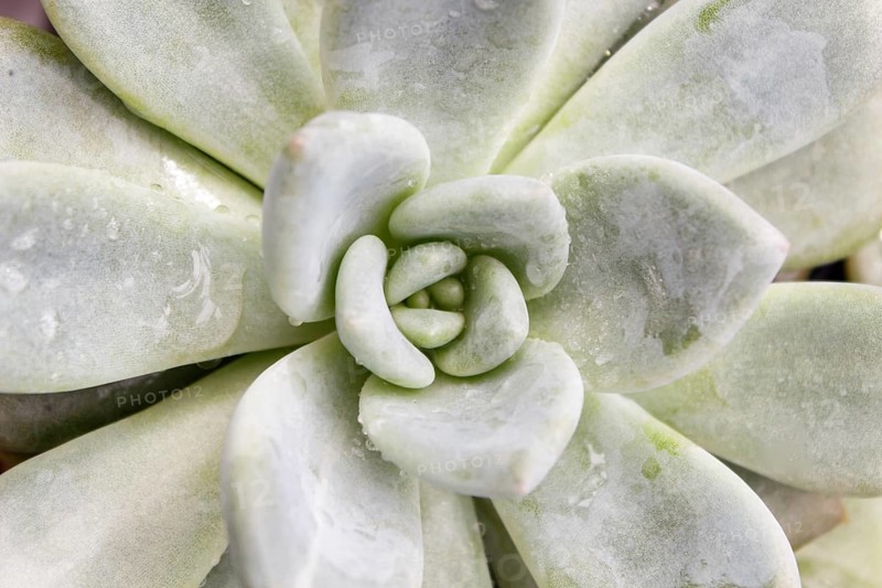 Beautiful succulent plant in greenhouse. Closeup, floral patterns, selective focus