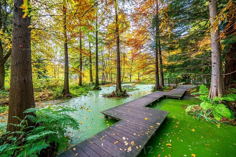 The Botanical Garden of the Ruhr University Bochum, in the district of Bochum-Querenburg, North Rhine-Westphalia, Germany, Botanical Garden of the Ruhr University Bochum, tertiary pond, swamp cypresses, in the district of Bochum-Querenburg, North Rhine-Westphalia, Germany, Europe