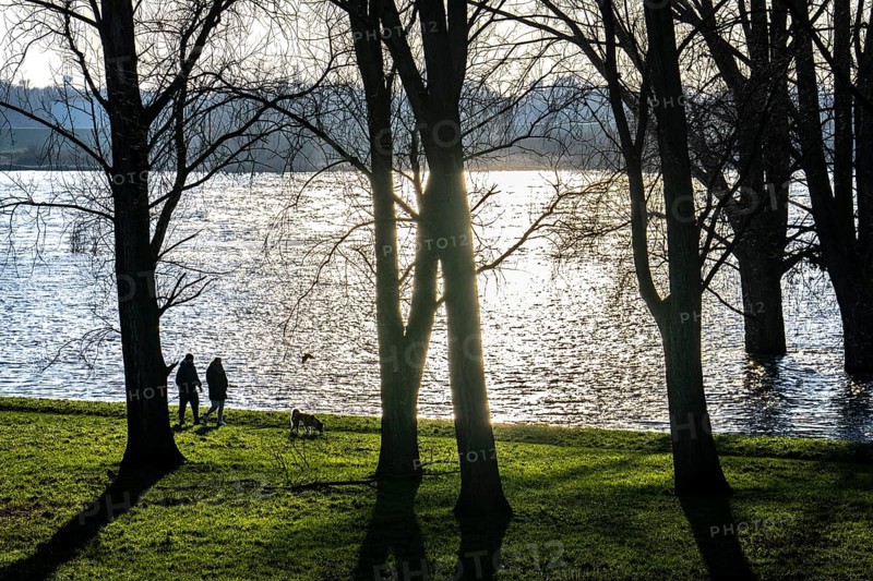 Rhine meadows near Duisburg-Neuenkamp, slight flooding, flooded meadows, bare trees in winter, North Rhine-Westphalia, Germany, Europe
