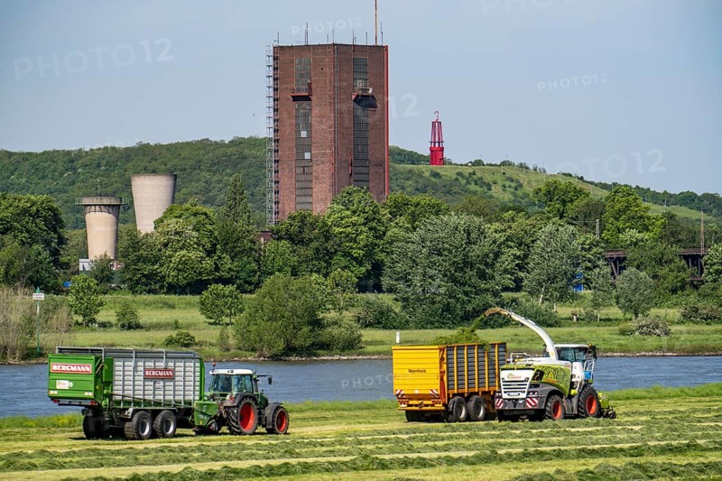 Hay harvest, on a Rhine meadow near Duisburg-Beeckerwerth, a forage harvester picks up the cut grass, which was piled up in strips after cutting, and loads it into a silage wagon, cattle feed, former Rheinpreußen Schacht VIII colliery, Rheinpreußen slagheap with the landmark Das Geleucht, North Rhine-Westphalia, Germany, Europe