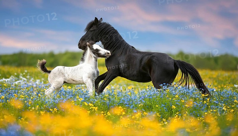 A black mare and a foal, horse, horses. Studio, AI generated