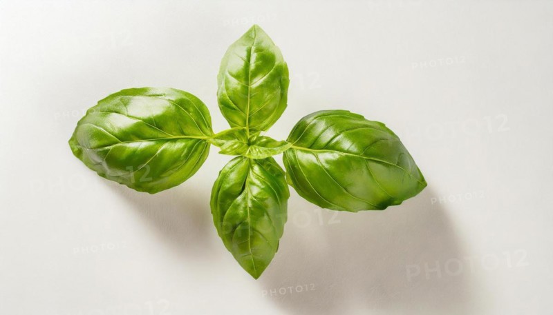 Food, herbs, a sprig of basil in front of a white surface, AI generated, AI generated