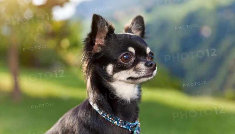Pets, Dog, Chihuahua, AI-generated, AI generated