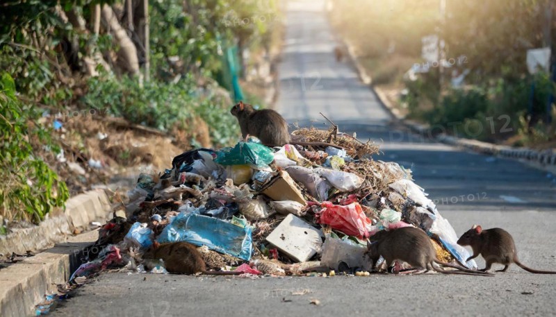 Symbolism, a pile of rotting rubbish on the side of the road, with rats on it, AI-generated, AI-generated, AI generated